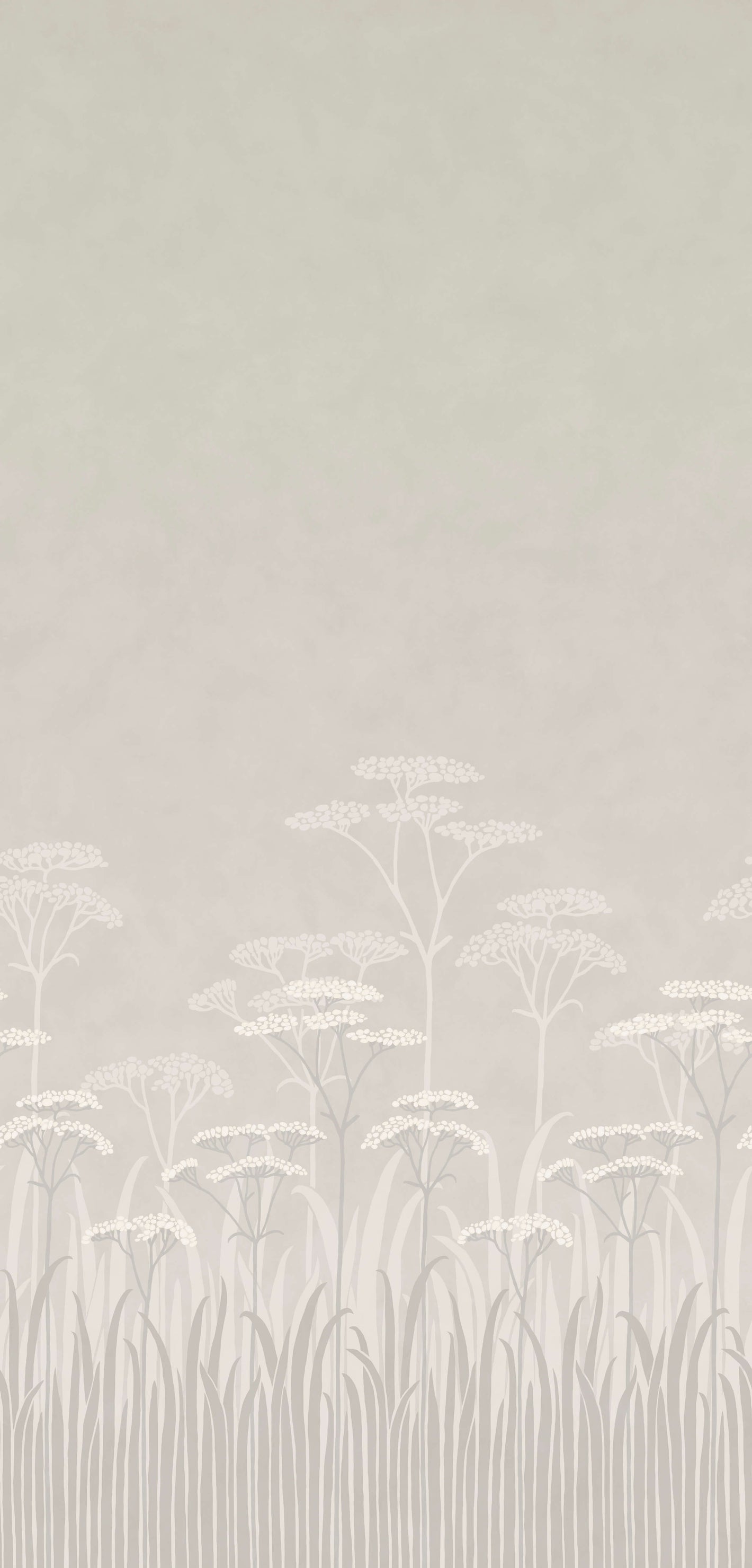 Achillea - Brume