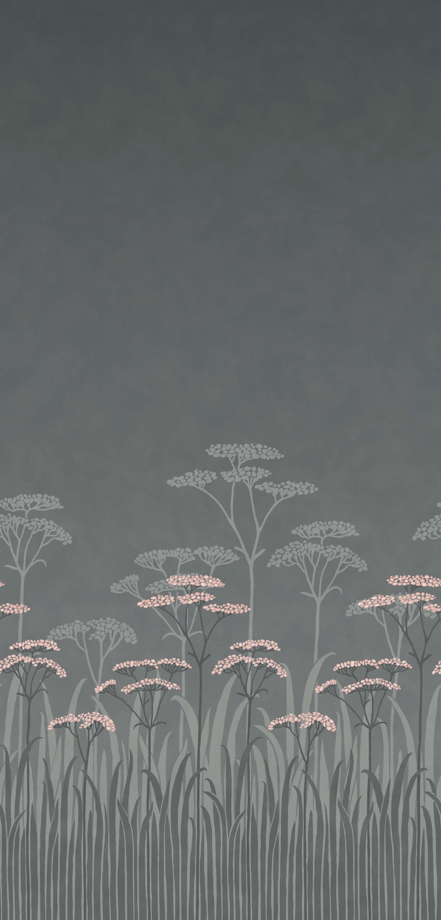 Achillea - Twilight