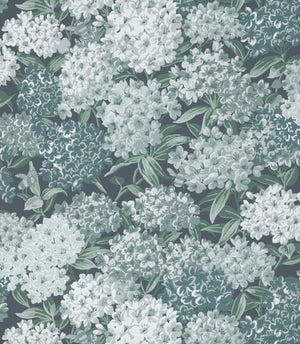 Rhododendron Walk - Hicks' Blue