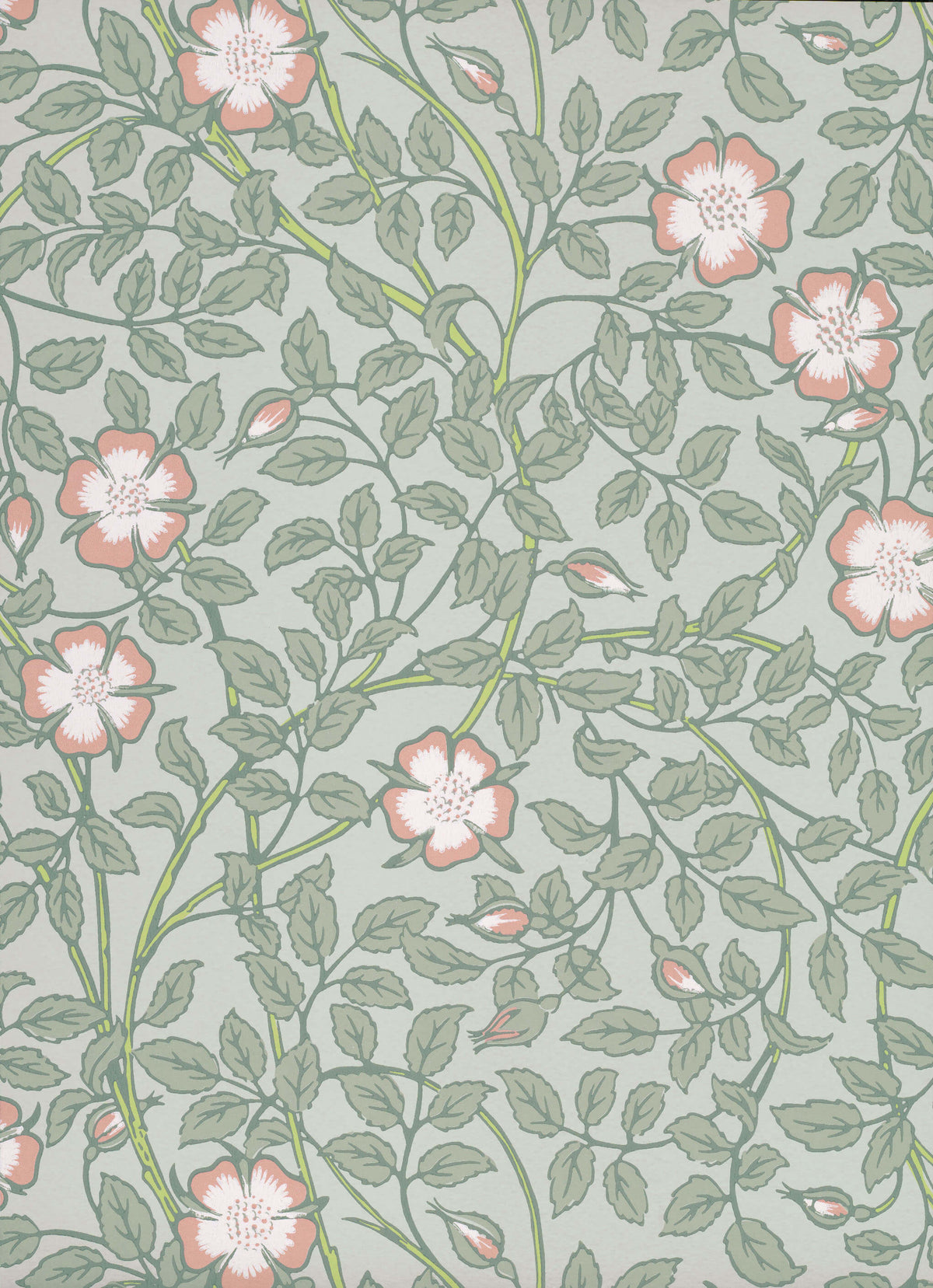 Briar Rose - Salix